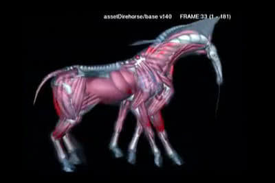 Direhorse muscle system
